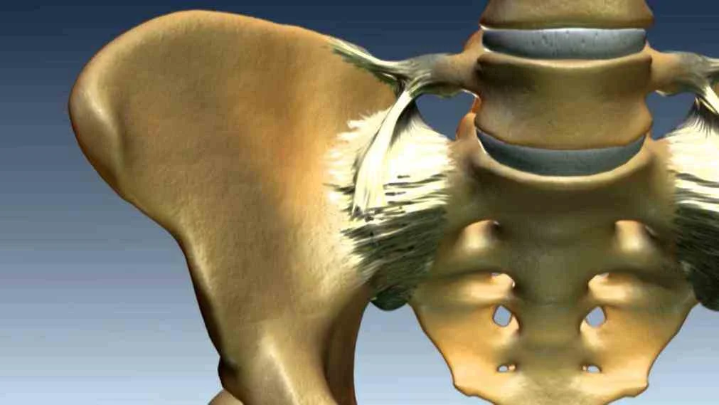 A golden-colored model of the human pelvis.