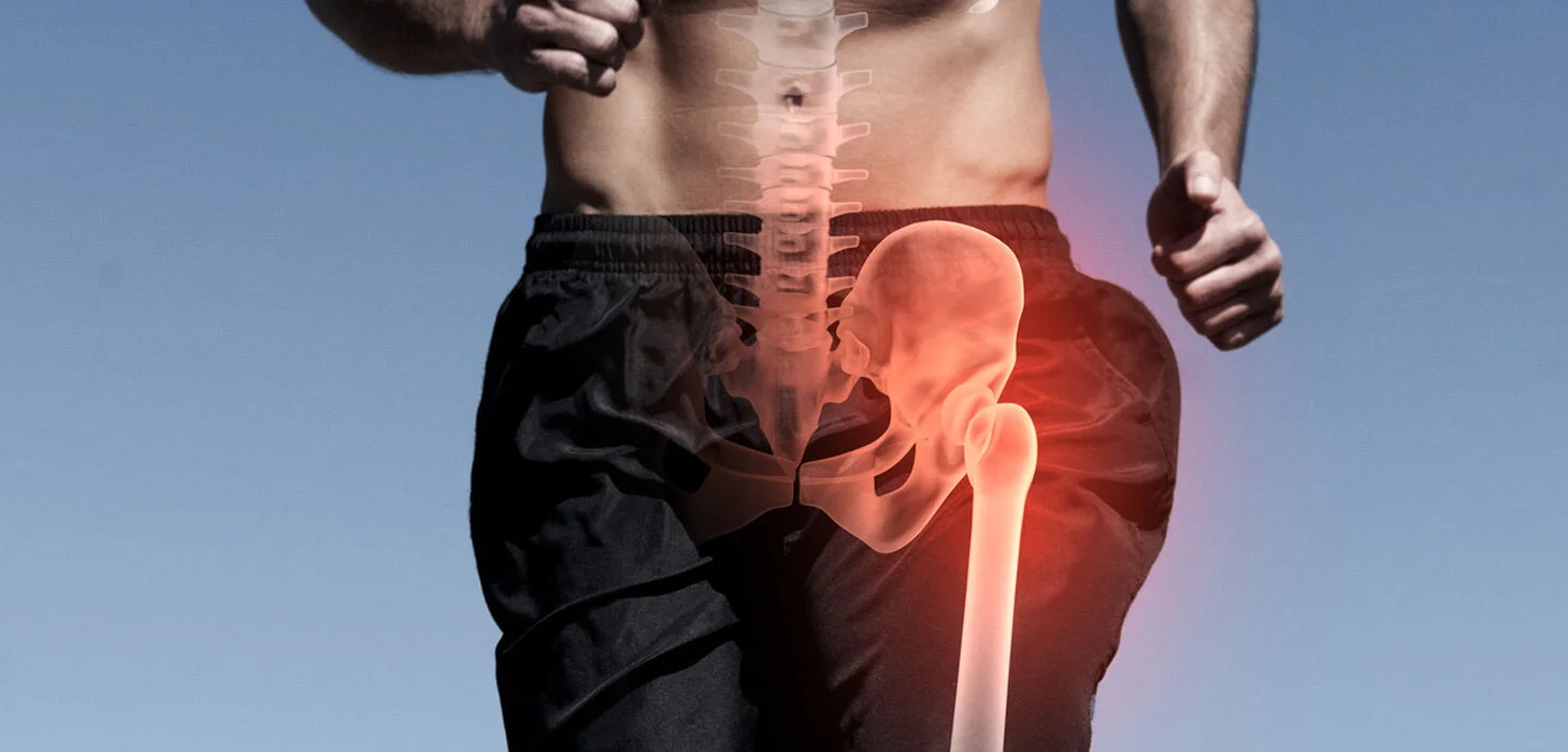 A view of the hip joint with a transparent pelvic bone showing the connection to the femur.