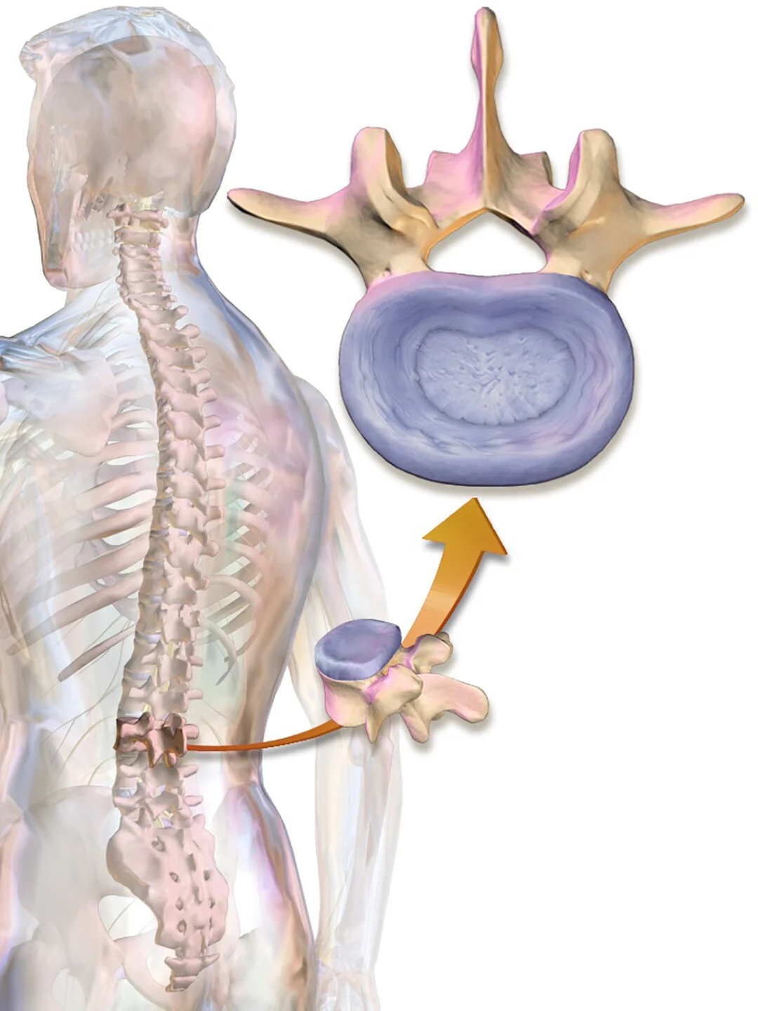 A 3D model of the lower back spine viewed from the back